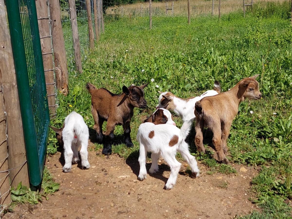 Ferme Des Petites Oreilles 4 Etoiles Montignac-Lascaux Eksteriør bilde