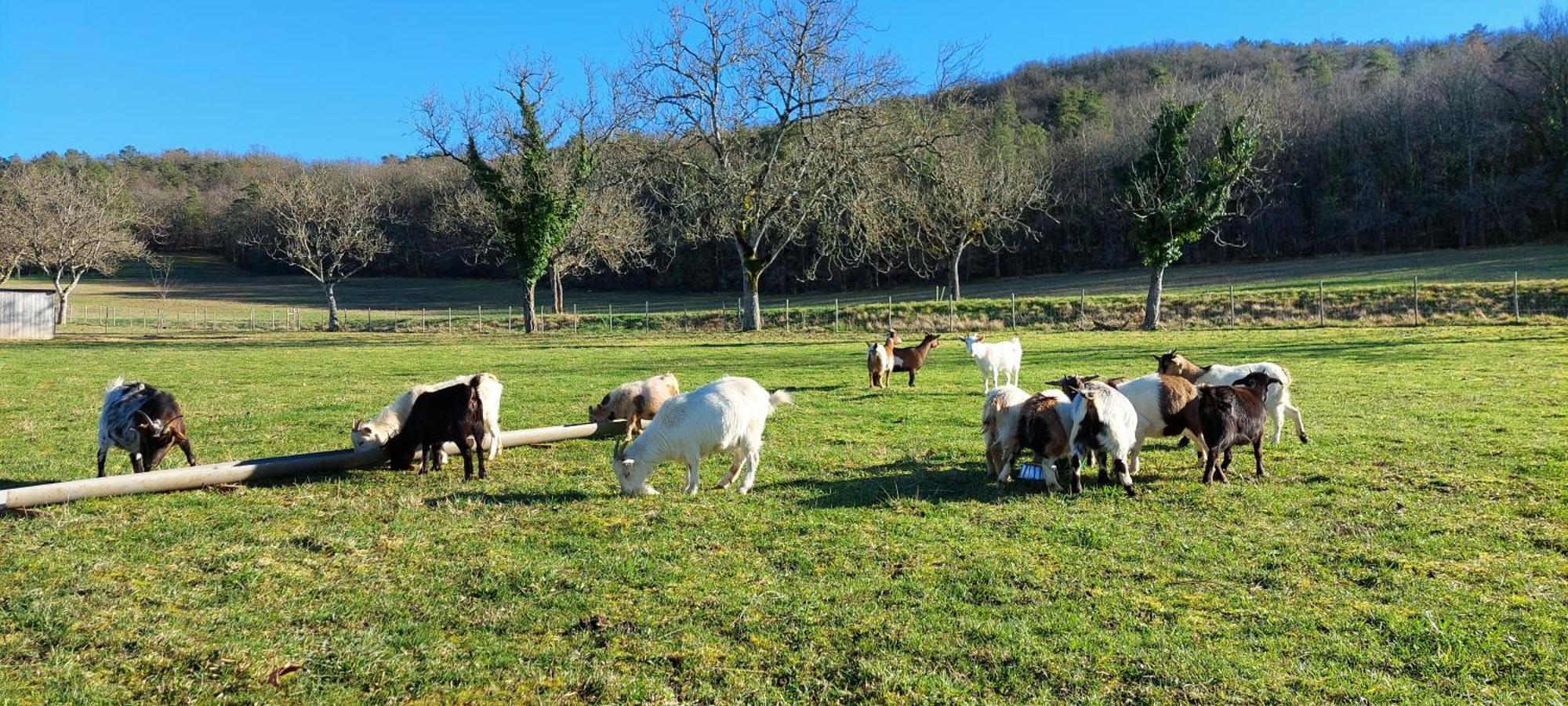 Ferme Des Petites Oreilles 4 Etoiles Montignac-Lascaux Eksteriør bilde