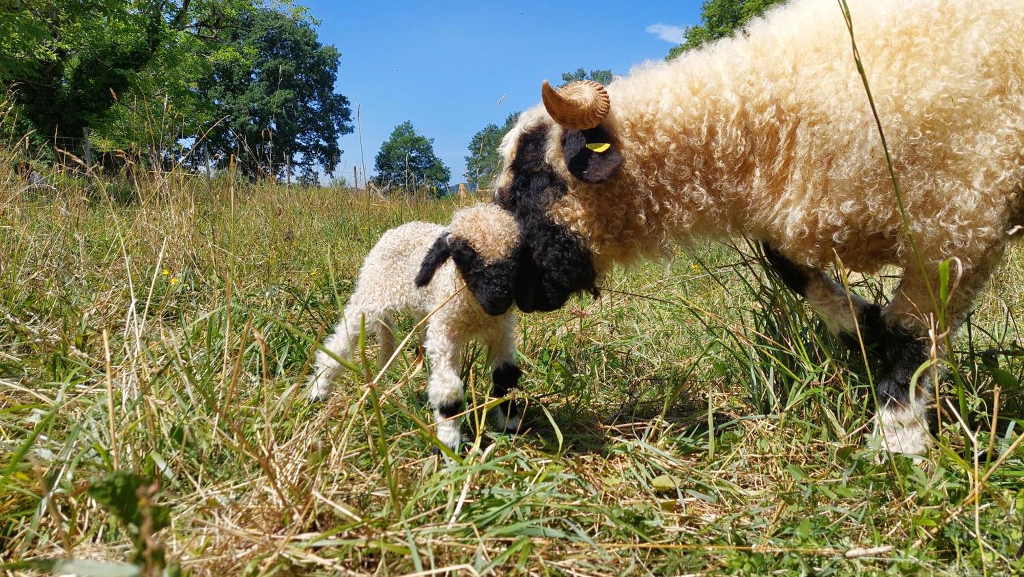 Ferme Des Petites Oreilles 4 Etoiles Montignac-Lascaux Eksteriør bilde